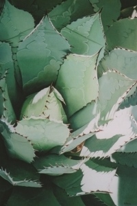 Agave