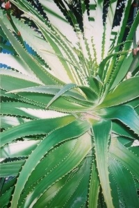 Aloe