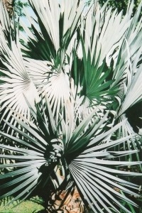 Bismarkia