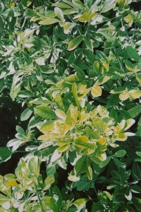 Choisya