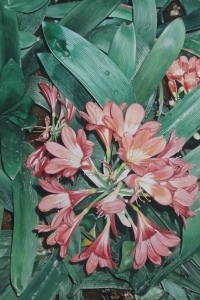 Clivia