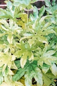Fatsia