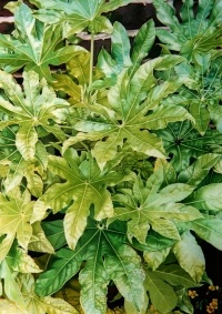 Fatsia