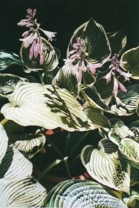 Hostas