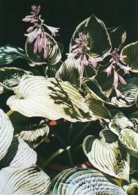 Hostas